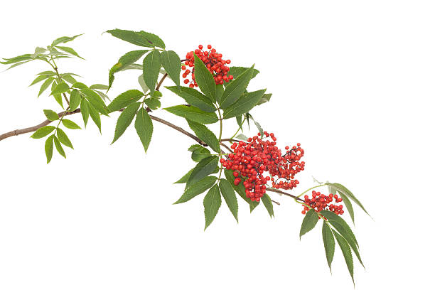 branch lilac branch lilac with leaf and red fruit sambucus racemosa stock pictures, royalty-free photos & images