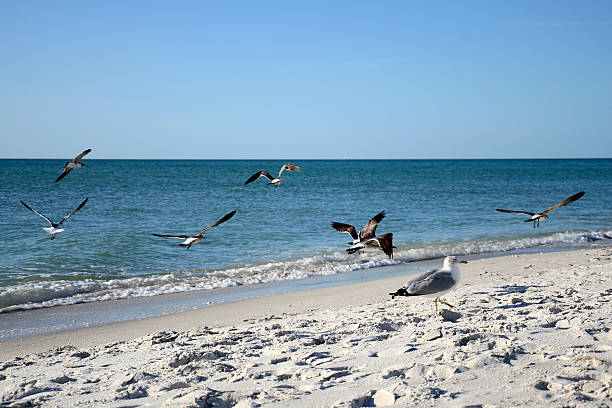 istock Seagulls on a beach in Florida 154206042