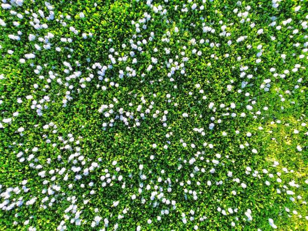 istock Water hyacinth infestation in a lake.  Problem of introducing exotic plants into new habitats. Invasive plants 1542062958