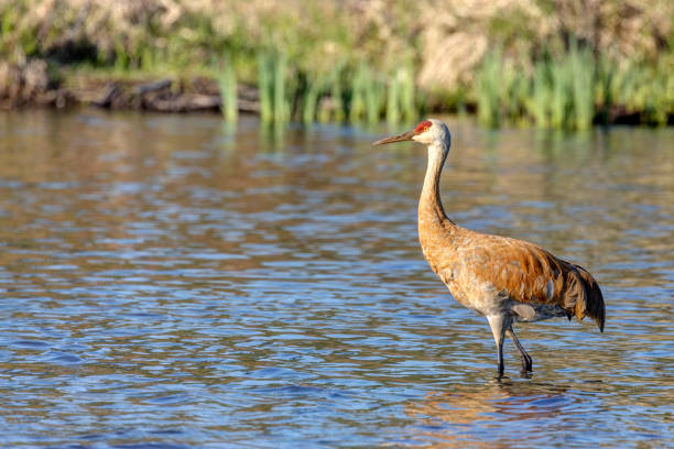 istock sandhill crane in the water, Burnaby, British Columbia 1542066568
