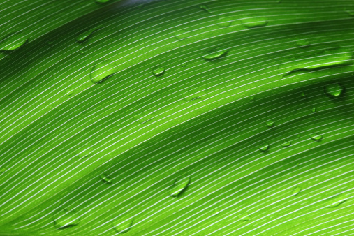 Beautiful abstract macro leaf texture - Stock photo