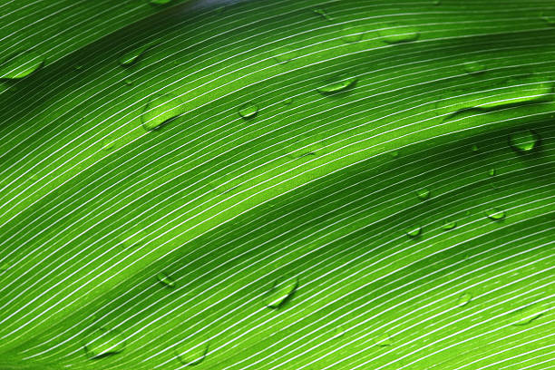 folha de - leaf vein leaf plant macro - fotografias e filmes do acervo