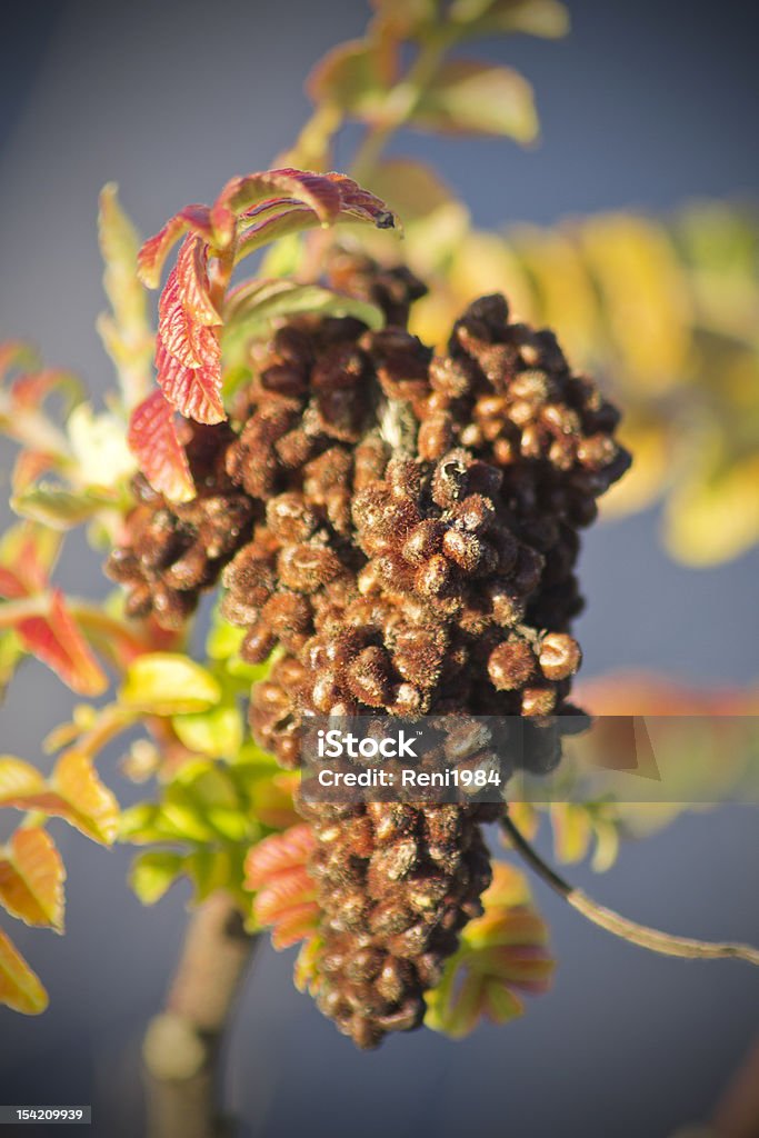 Uve secco - Foto stock royalty-free di 2000-2009