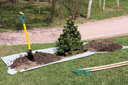 Little pine tree, ready to be planted.