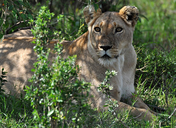 istock Attentive female lion 154210204