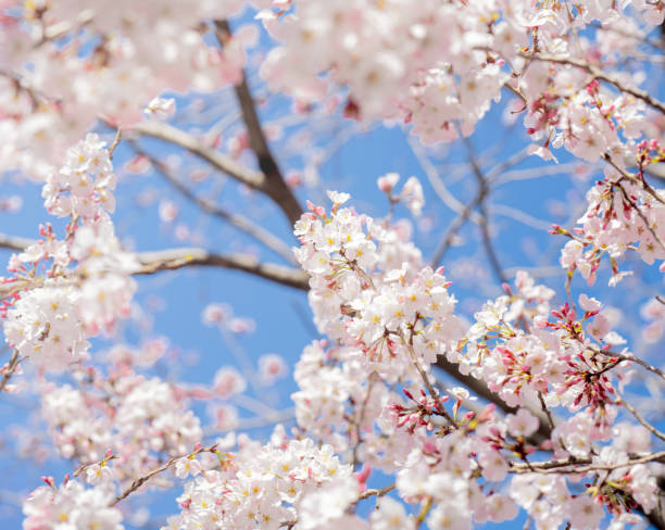 静けさの開花:東京の桜