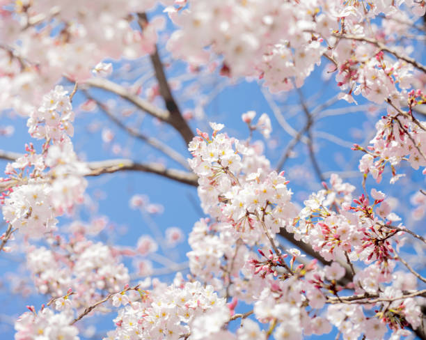 Tokyo, Japan-March 19,2023:   Cherry blossoms in full bloom against a clear blue sky in Tokyo, Japan.the delicate beauty of cherry blossoms in full bloom against a serene blue sky in Tokyo, Japan. The blossoms, in a light shade of pink, dominate the scene, forming a charming canopy over the viewer. Their calming warmth contrasts sharply with the clear blue sky, creating an interesting interplay of color and form. The absence of other objects in the image enhances the sense of simplicity and tranquility, making it a perfect representation of the peaceful atmosphere during the cherry blossom season in Japan.