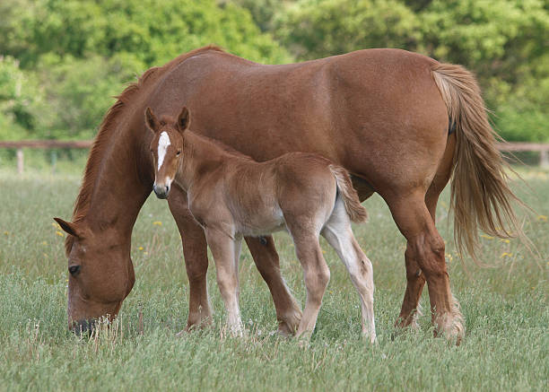 istock Suffolk Punch Mare and Foal 154210888