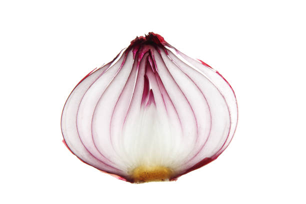 istock Close up of red onion bulb 1542117114
