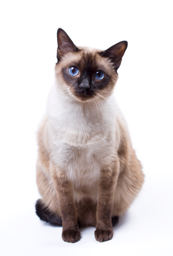 Siamese cat sitting on a white background