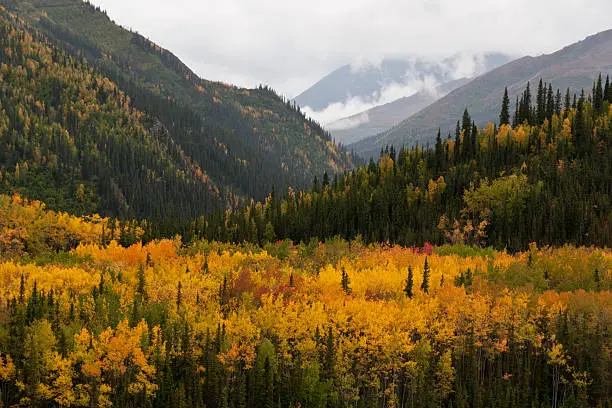 The Boreal Forest or Taiga is found throughout Denali National Park in Alaska. Near the entrance to the park many broadleaf trees are interspersed into the surrounding forest adding patches of fall color thoughout.