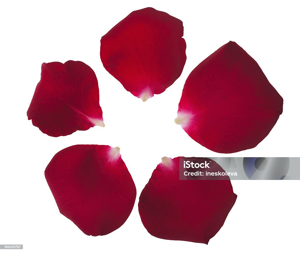 Pétalas de rosa (Traçado de Recorte - Foto de stock de Amor royalty-free
