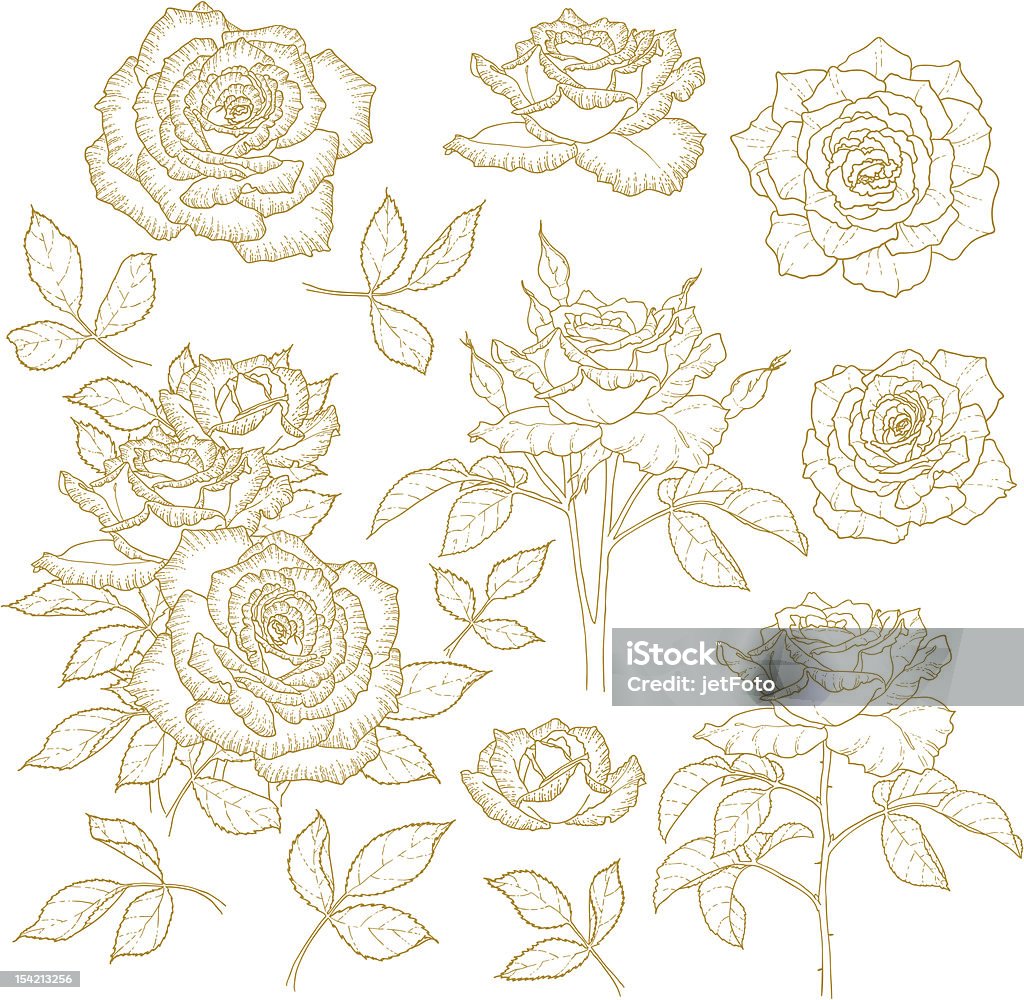 Group Roses Outline Set Of Onecolored Outlined Roses Stock Illustration - Download Image ...