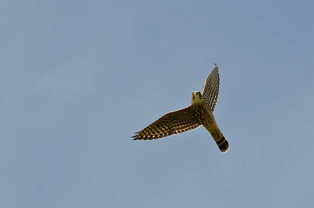 istock American Kestrel Flying In a Blue Sky 154213414