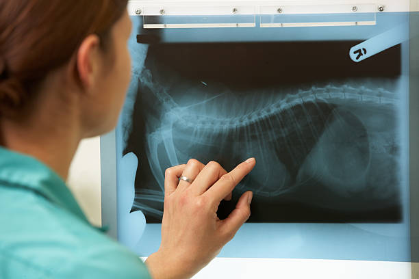 hembra veterinario examinar x ray en la cirugía - vet veterinary medicine young women female fotografías e imágenes de stock