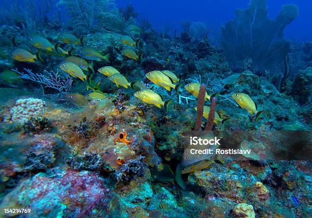 Scuola Di Cinque Righe Snappers Cayo Largo Cuba - Fotografie stock e altre immagini di Cuba