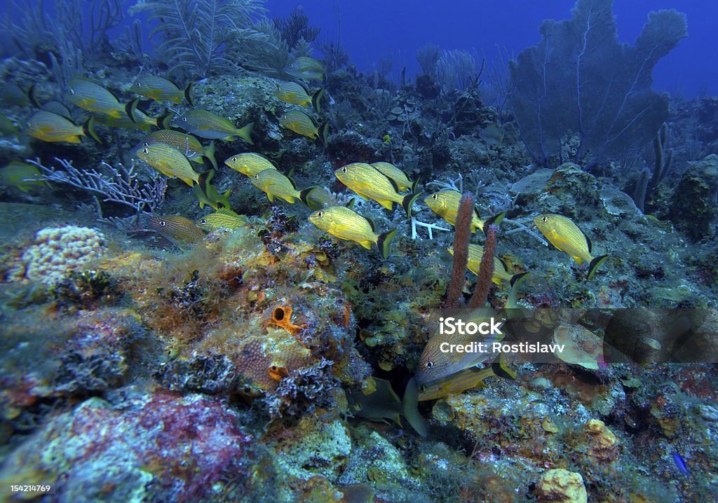 School of 5-lined 스내퍼스 (Lutjanus quinquelineatus), 카요 라르고, 쿠바 - 로열티 프리 스노클링 스톡 사진