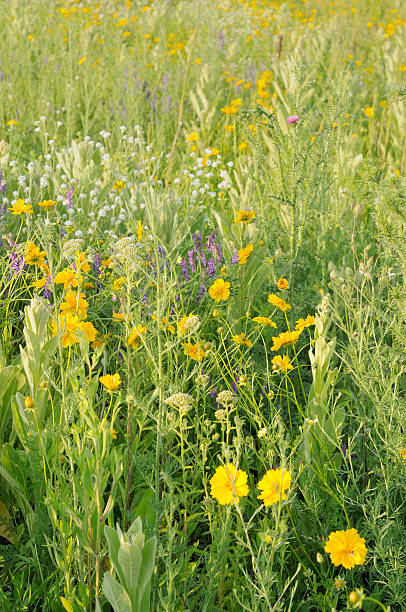 istock Wildflowers in a Summer Meadow 154214796