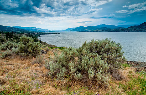 Okanagan Lake Near Naramata View With Brush stock photo