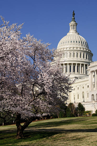 istock Cherry blossoms and US Capitol Building in Washington DC 154215104