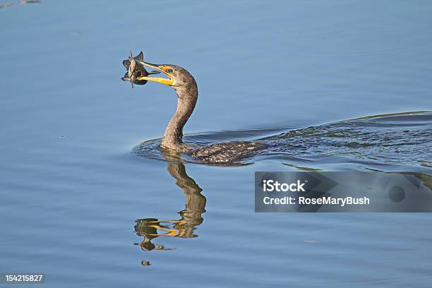 Schlangenhalsvogel Spielt Mit Catfish Stockfoto und mehr Bilder von Fisch - Fisch, Florida - USA, Fotografie