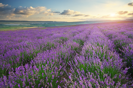 istock Meadow of lavender at sunset. 1542164719