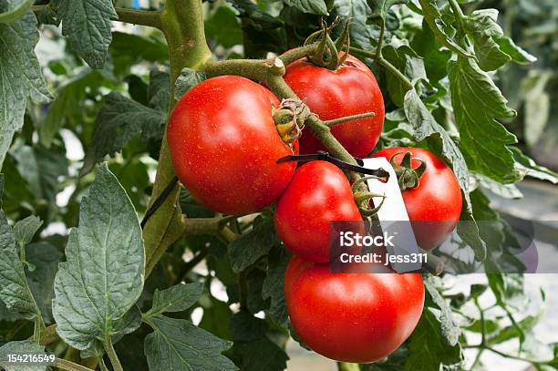 Tomaten Stockfoto und mehr Bilder von Agrarbetrieb - Agrarbetrieb, Bildschärfe, Fokus auf den Vordergrund