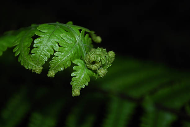 A Close-Up of a Asplenium bulbiferum Fern (Hen & Chicken Fern) Unfurling. This Fern is also known as Pikopiko by the Maori and the young edible shoots it produces are a speciality NZ delicacy. 