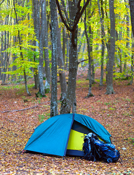 tourist tent in the wood with backpacks stock photo