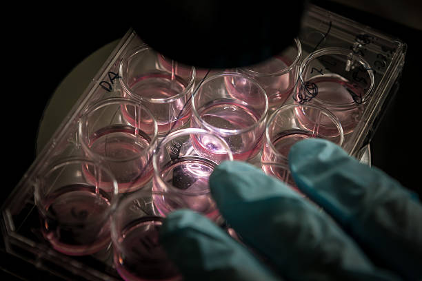 cultivo de células madre en un laboratorio - stem cell human cell animal cell science fotografías e imágenes de stock