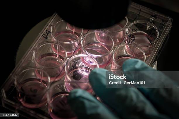 A Gloved Hand Holding A Stem Cell Culture Stock Photo - Download Image Now - Induced Pluripotent Stem Cell, Colony - Group of Animals, Stem Cell