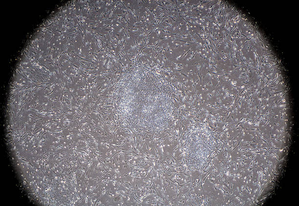 los inducidos célula madre pluripotencial de colonia - stem cell human cell animal cell science fotografías e imágenes de stock