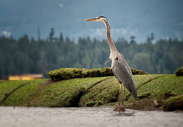 Heron Standing Tall Along Shore stock photo