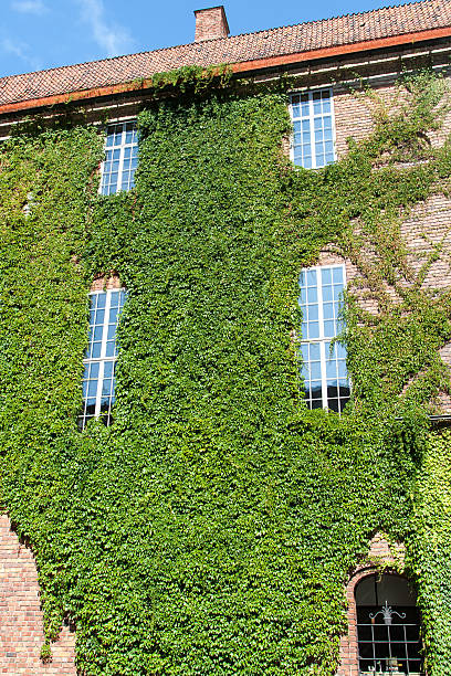 istock green creeper plant on a wall house 154216930
