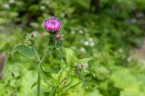 istock A purple flower with a green stem 1542170481