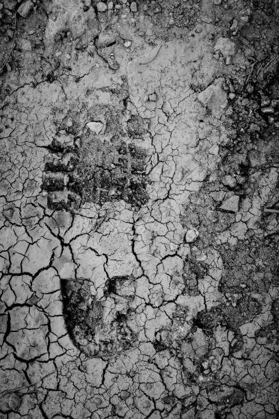 Dark tires track in the wet mud outdoors.