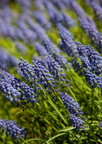 Blue spring flower. Grape hyacinth in sunny day stock photo