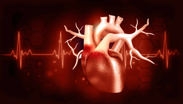 istock Human heart anatomy on scientific background 1542183605