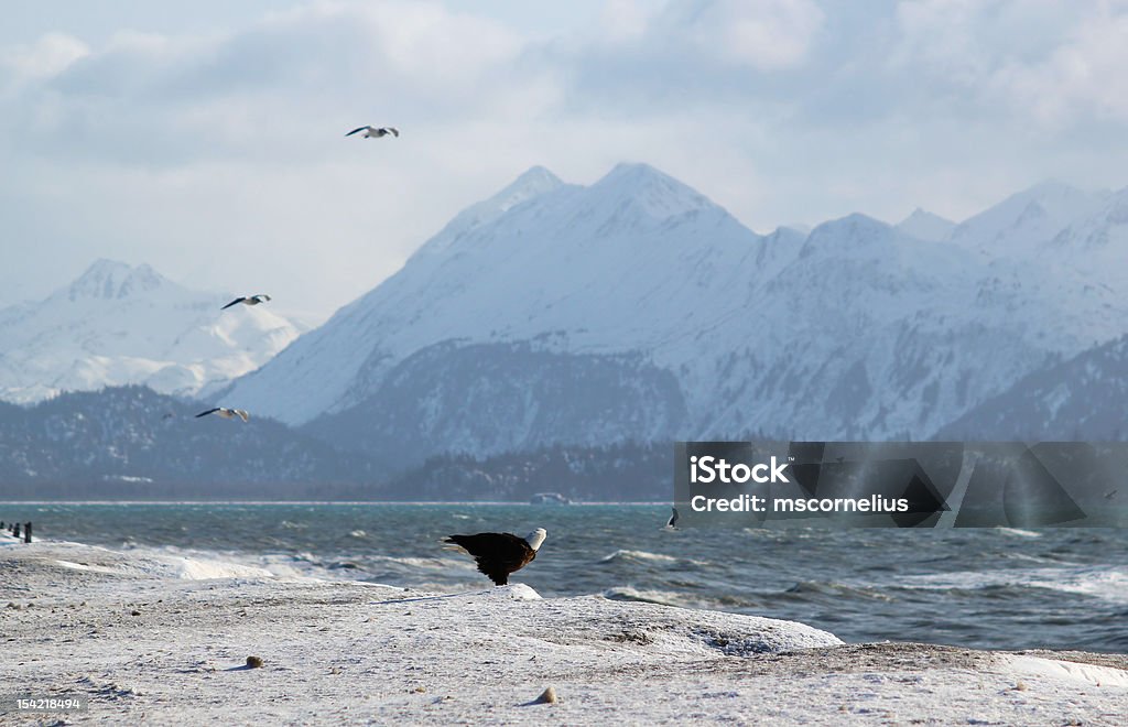 Bald Eagle na oblodzonych Beach - Zbiór zdjęć royalty-free (Dzikie zwierzęta)