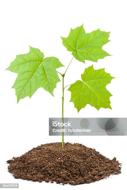 Grüne Pflanze Von Jungen Maple Stockfoto und mehr Bilder von Schössling - Schössling, Ahorn, Freisteller – Neutraler Hintergrund