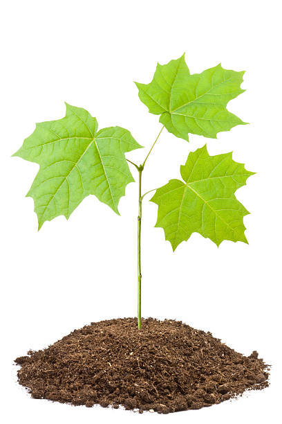 istock Green sapling of young maple 154219119
