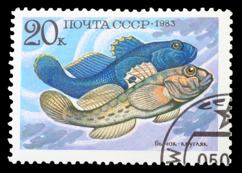 USSR - CIRCA 1983: A stamp printed in USSR shows fish Gobiidae, circa 1983