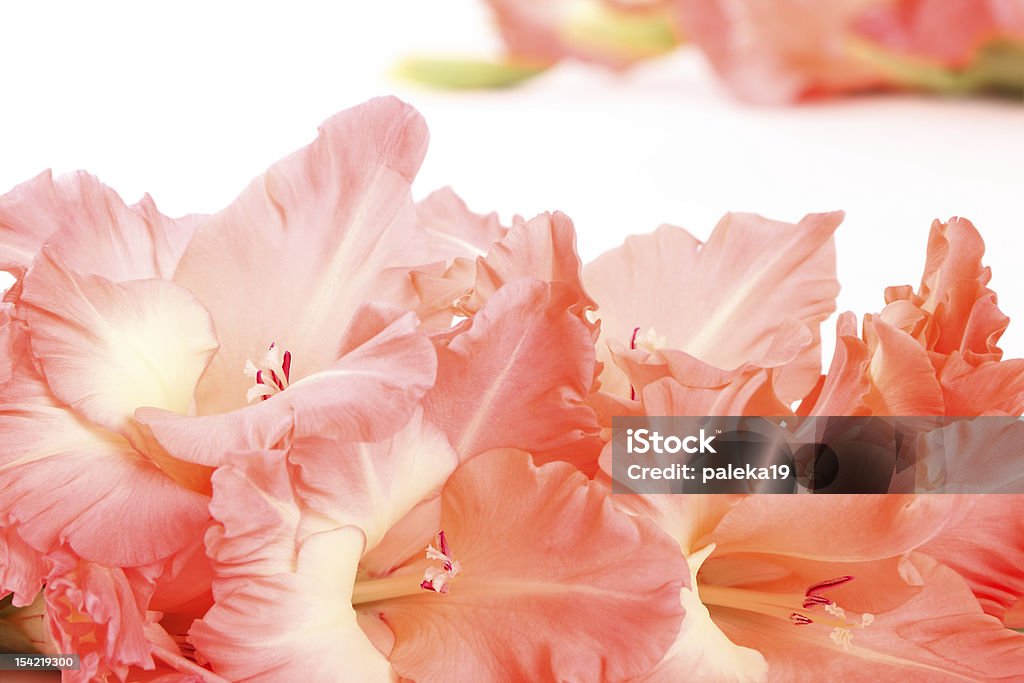 Gladioli - Foto stock royalty-free di Bellezza naturale