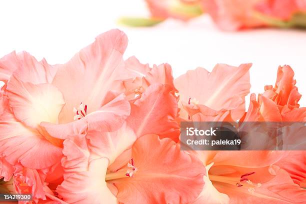 Gladioluses - zdjęcia stockowe i więcej obrazów Bez ludzi - Bez ludzi, Fotografika, Główka kwiatu