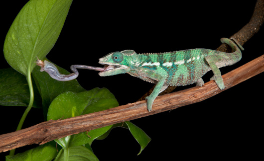A panther chameleon baby is catching a cricket by extending his tongue. 