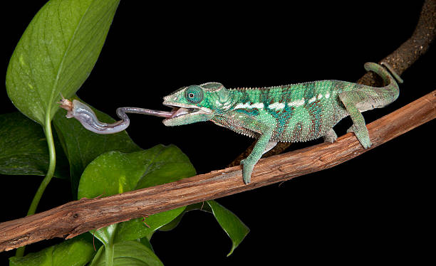 Chameleon catches cricket with tongue A panther chameleon baby is catching a cricket by extending his tongue. lizard eating stock pictures, royalty-free photos & images