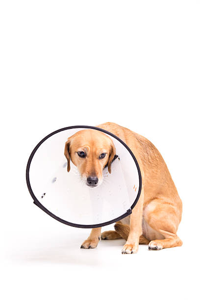 istock Poorly pet-sad looking dog wearing protective collar after surgery. 154220027