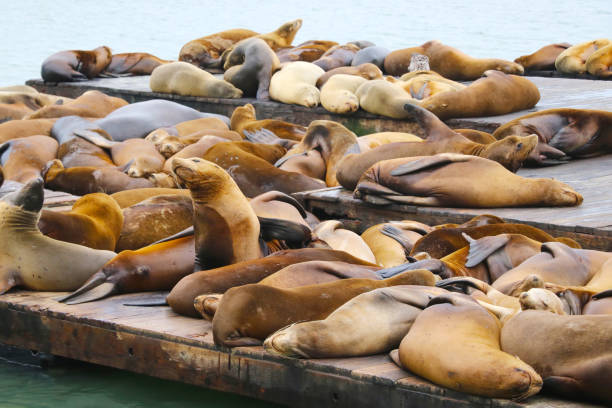 istock Fur seals and lions lie on the pier. 1542213541