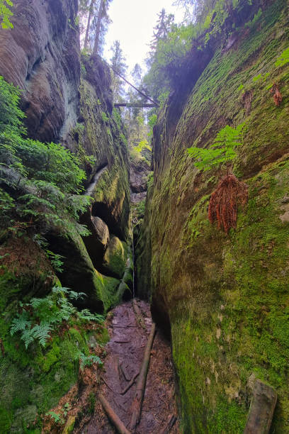 istock A small hiking trail between the green mountains in the forest. 1542217271