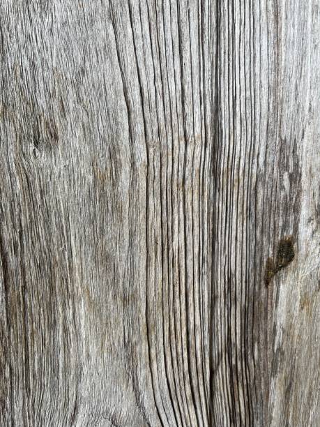 istock Old wooden floor, dirty, rough 1542223463